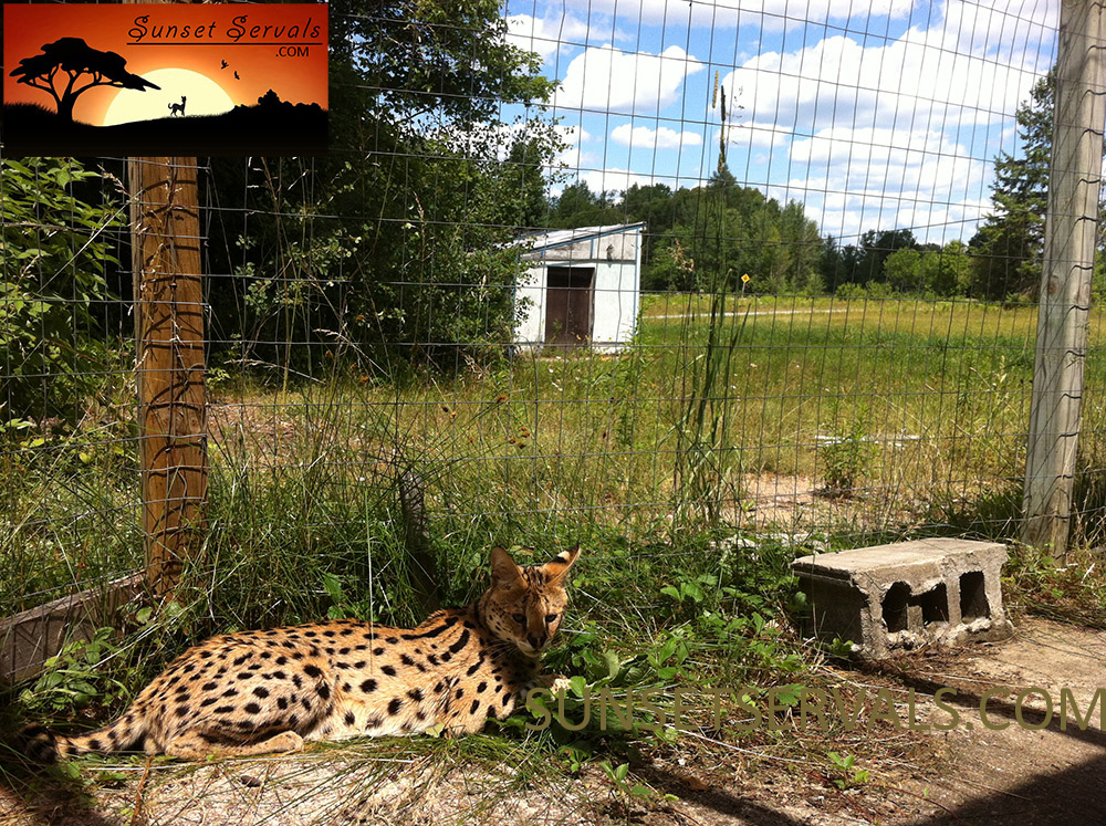 serval cat kitten available canada ontario united states worldwide savannah f1 f2 f3 f4 f5 f6 caracal